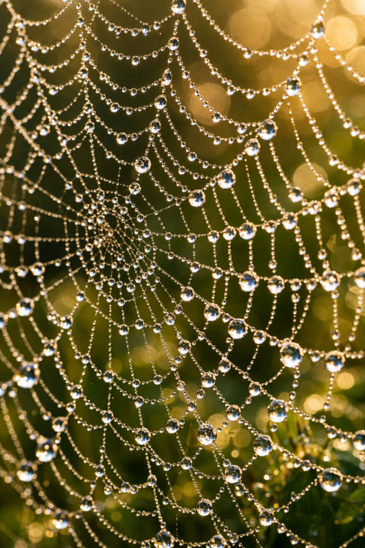 Close-up of a spider web covered in dew drops shining in soft morning sunlight with a blurred green background
