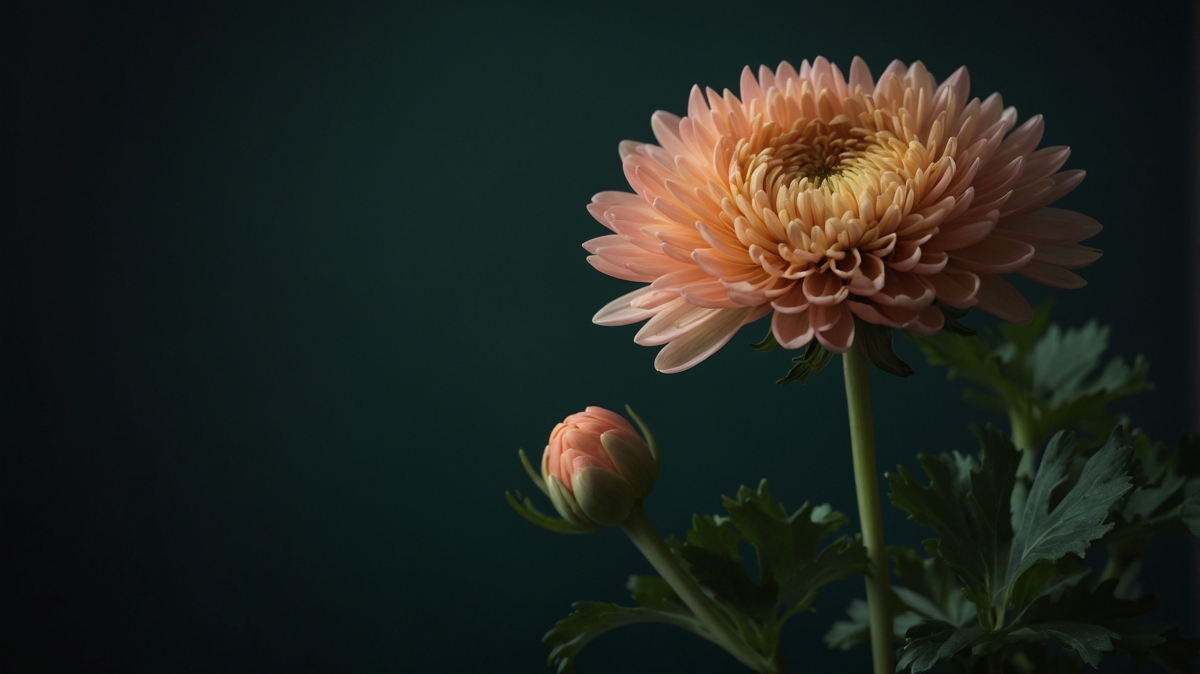 Close-up view of a blooming peach chrysanthemum flower with a bud and green leaves against a dark blurred background