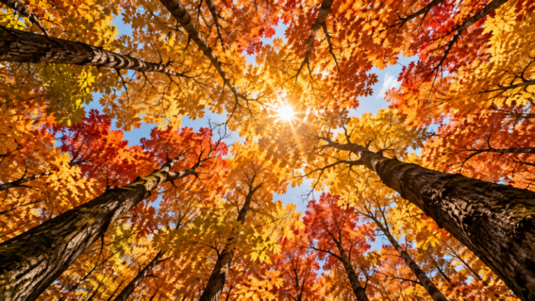 View looking up through tall trees with bright yellow, orange, and red autumn leaves and sunlight peeking through blue sky